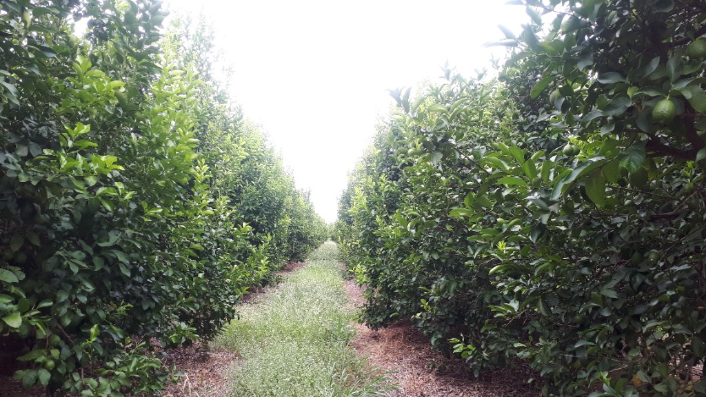 Rows of citrus trees in an agricultural orchard