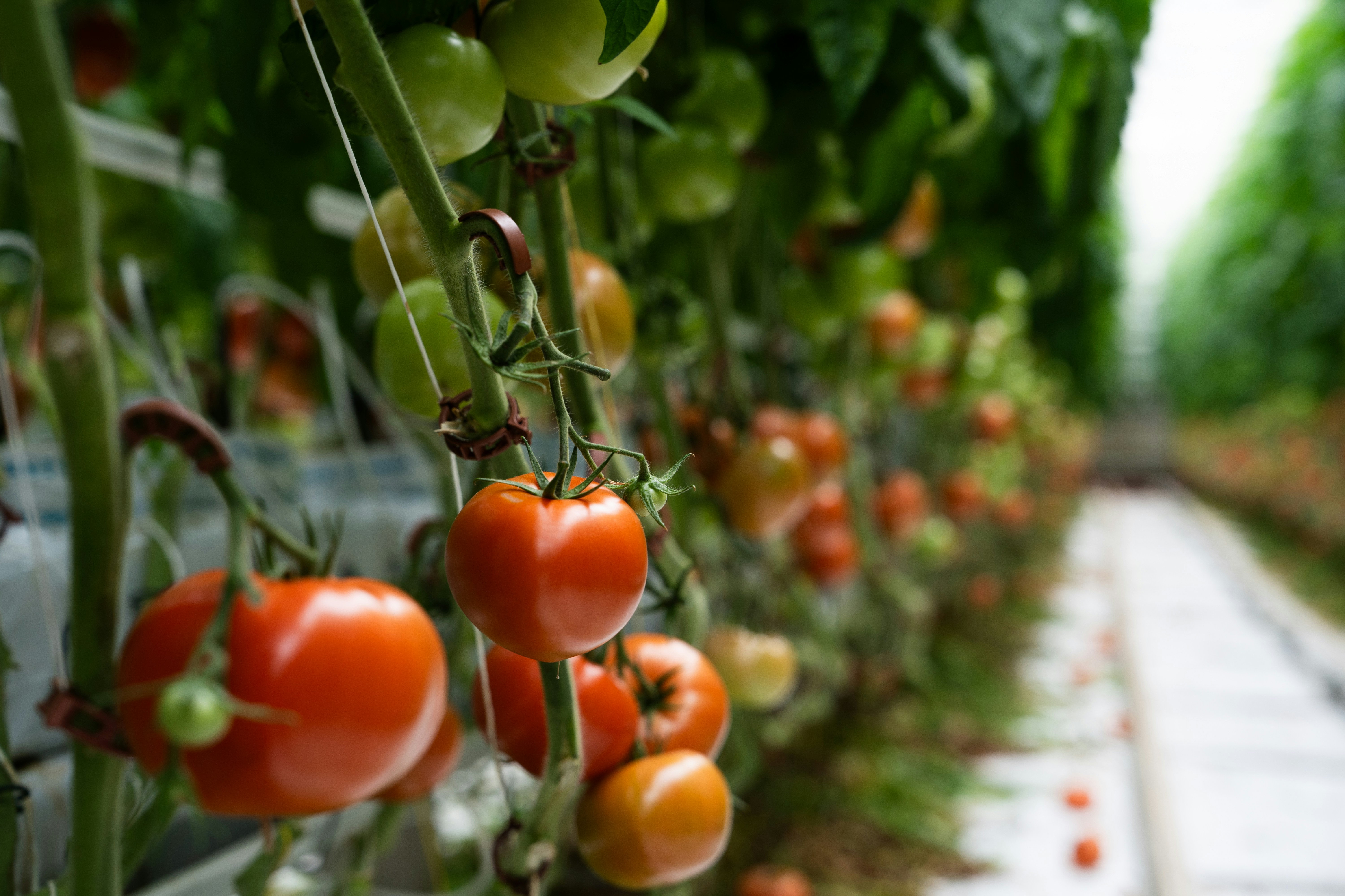 Tomato plants growing in rows inside a commercial greenhouse